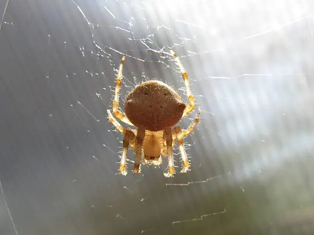 beautiful Orb Web Weaver spider - backlighting shows translucent legs