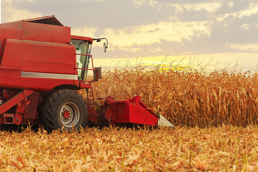 Red harvester working on corn field in autumn season