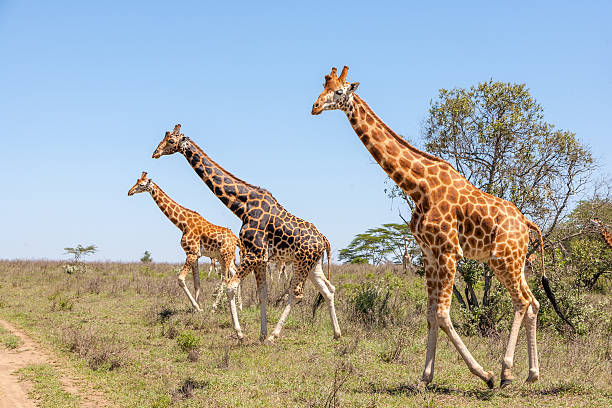 istock Giraffes herd in savannah 539081703