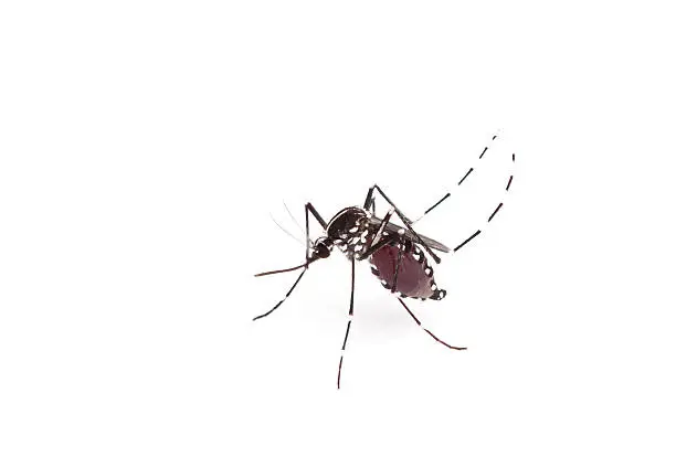 Aedes aegypti. Close up a Mosquito sucking human blood,Vector-borne diseases,Chikungunya.Dengue fever.Rift Valley fever.Yellow fever.Zika.