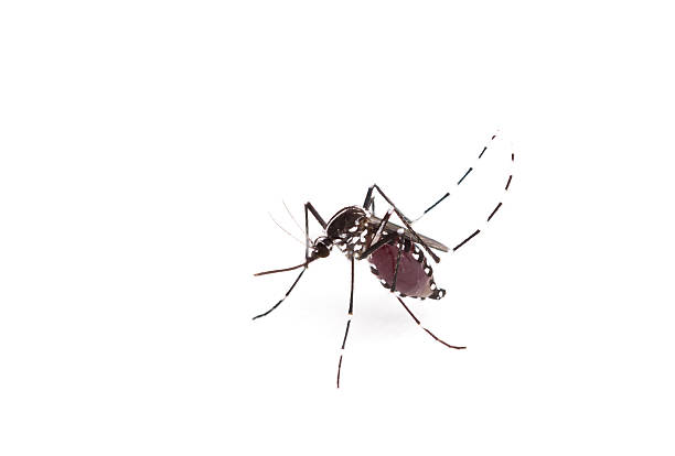 mosquito da febre amarela. close-up de um vitelo mosquito sangue humano, vetor-bo - dengue - fotografias e filmes do acervo