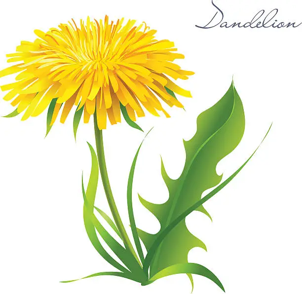 Vector illustration of Dandelion