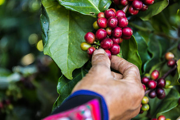 istock Handful of fresh organic coffee beans. 539085486