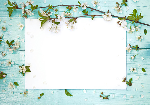 Delicate frame with flowers of cherry. White sheet of paper lying on wooden light blue background decorated with cherry flowers. Easter,  mothers day, copy space, flat lay
