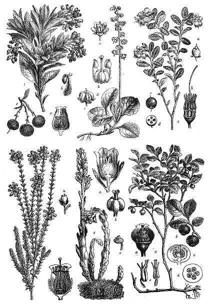 ilustraciones, imágenes clip art, dibujos animados e iconos de stock de dicotiledóneas : sympetalae - blackberry blueberry raspberry fruit