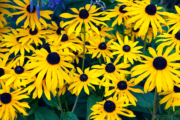 istock Yellow rudbeckia flowers 539088562