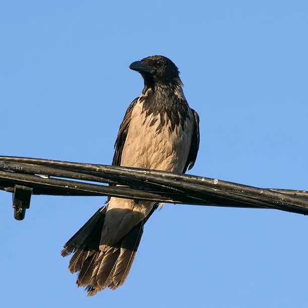 Hooded crow sitting on electricity cords.Corvus cornix,Eurasian crow.Scavenger.