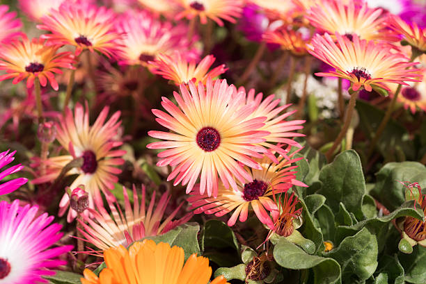 istock Closeup of Livingstone Daisies 539089276