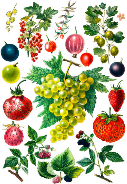 ilustrações de stock, clip art, desenhos animados e ícones de conjunto de fruta com grão - raspberry fruit pattern berry fruit
