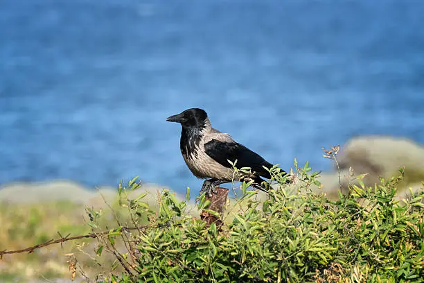 Hooded crow on a rustic fence scouting for food,sea in background.