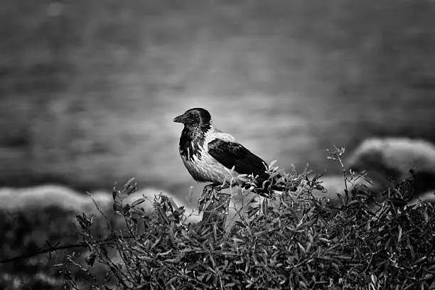 Hooded crow on a rustic fence.Monochrome,sea in background.