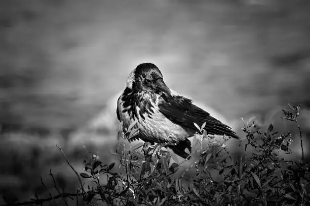 Hooded crow on a fence.Sentimental looking monochrome.Sea in background.