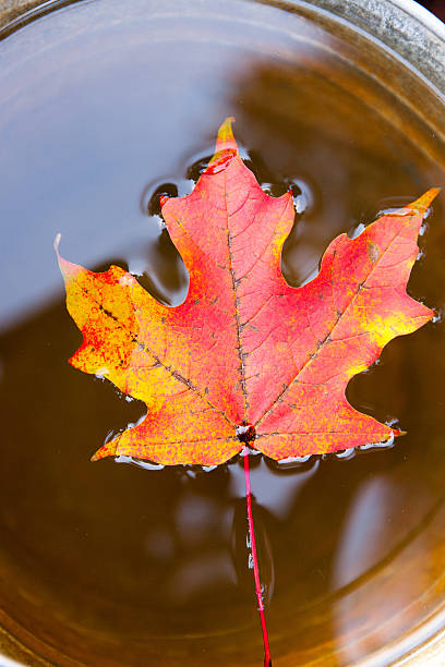 Autumn Maple stock photo