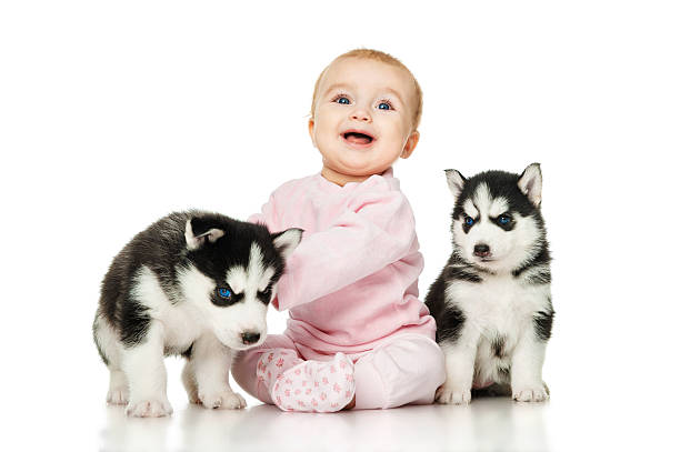 istock Little girl with two puppies husky 539091983