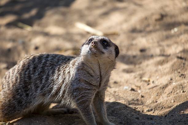 Meerkat Stock Photo - Download Image Now - Affectionate, Africa, Animal - iStock Meerkat Stock Photo - Download Image Now - Affectionate, Africa, Animal - iStock