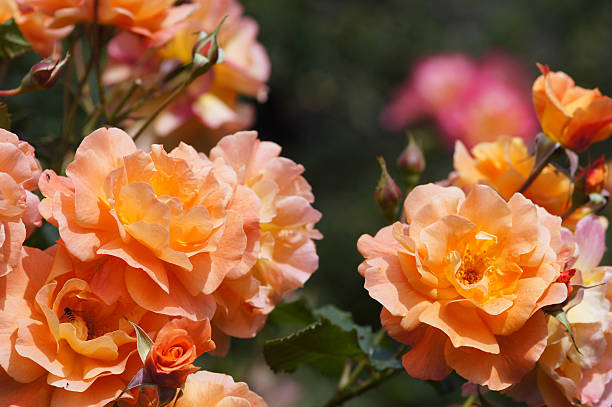 istock Rose flowers Westerland 539092463