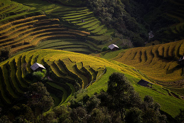 istock The rice terrace farm 539093344