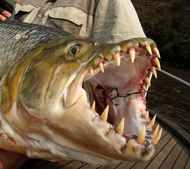 Goliath Tigerfish Stock Photos, Pictures & Royalty-Free Images - iStock