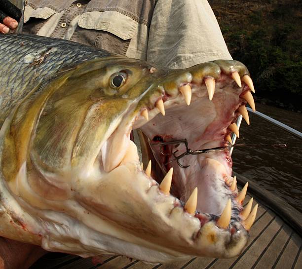 Goliath Tigerfish Stock Photos, Pictures & Royalty-Free Images - iStock Goliath Tigerfish Stock Photos, Pictures & Royalty-Free Images - iStock