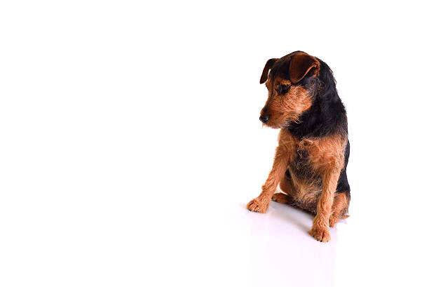 Sad dog stock photo