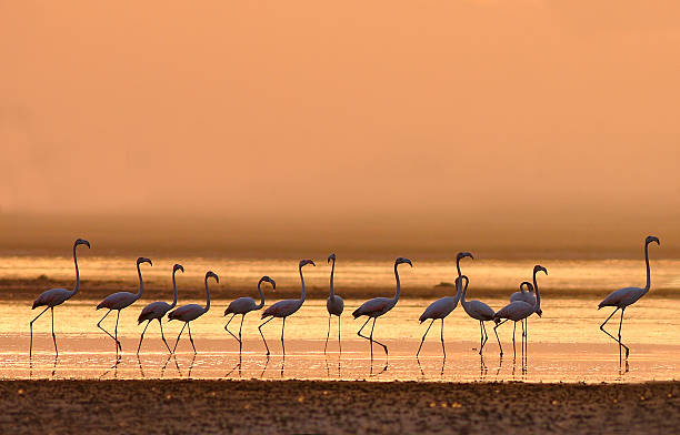 the great flamingoes stock photo