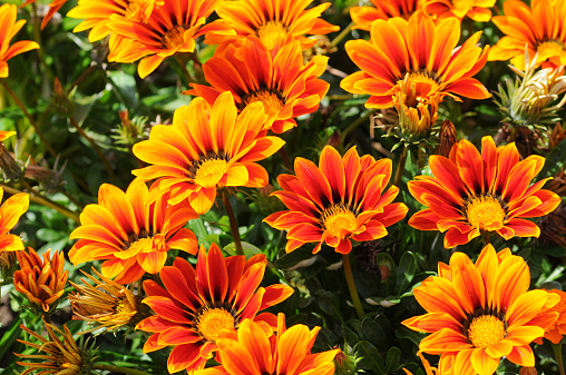 close up orange color Lewisia cotyledon flowers with green leaves