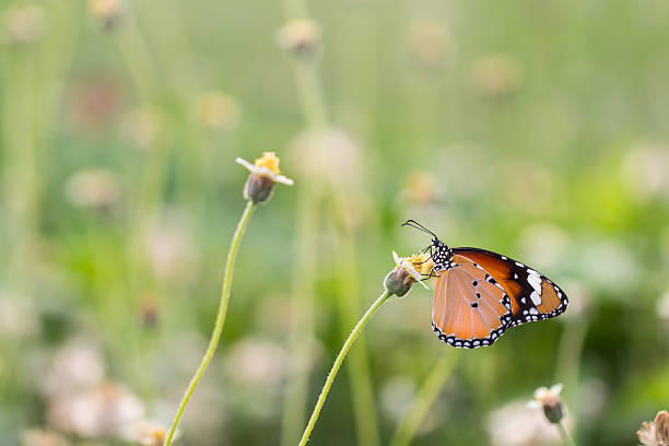 istock Close up butterfly on flower.Coatbuttons. Mexican daisy. Monarch 539094202