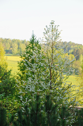 Pin cherry tree flowering in spring. Sunlit fields and forest in the background. Autumn version available in series