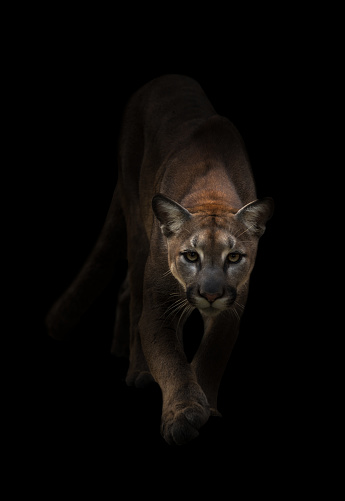 Puma is on the prowl in the dark