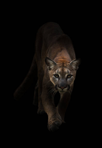 puma in the dark Puma is on the prowl in the dark prowling stock pictures, royalty-free photos & images