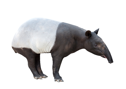 Malayan tapir or Asian tapir isolated on white background