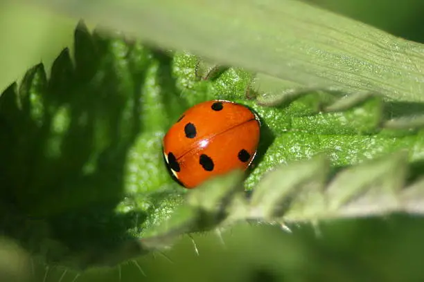 Ladybug on unidentified plant.