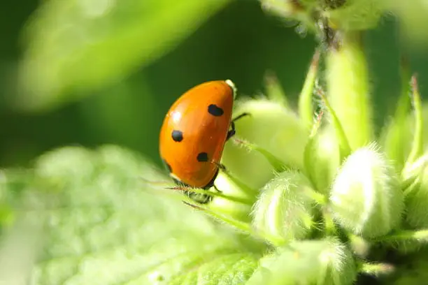 Ladybug on unidentified plant.