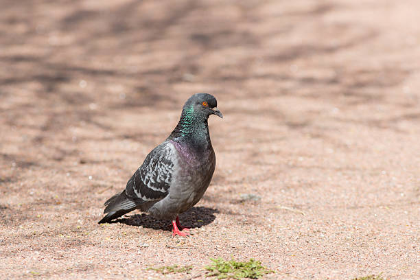 istock portrait of gray pigeon 539096376