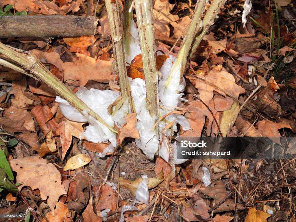 Angel Hair Ice On Plant In Forest Stock Photo - Download Image Now - Angel  Hair Pasta, Close-up, Horizontal - iStock