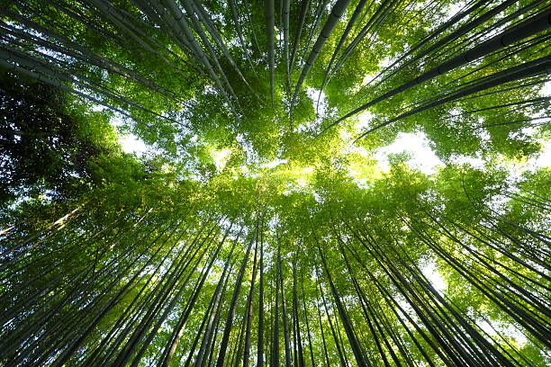 istock Bamboo Grove Road, Arashiyama, Kyoto, Japan 539097090