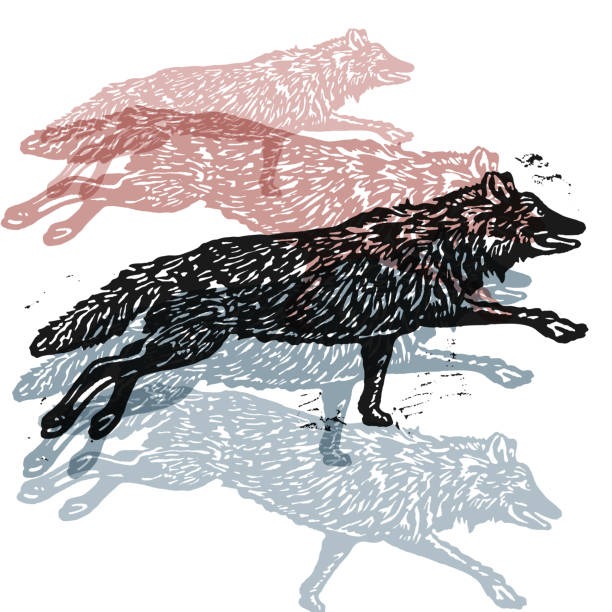 ilustraciones, imágenes clip art, dibujos animados e iconos de stock de vector de abstracto en la composición de los lobos - perro salvaje