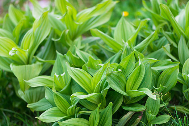 istock Veratrum album toxic plant 539097552
