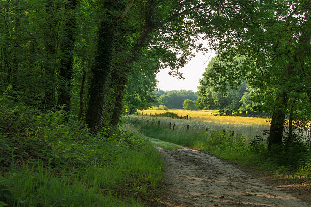 istock Sandy path at the edge of a wood 539097622