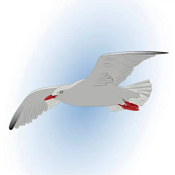 Vector illustration of Seagull in the sky. Illustration.