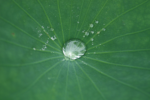 Water drop on lotus leaf