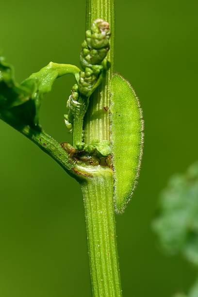 istock Grub of Lycaena dispar 539098508