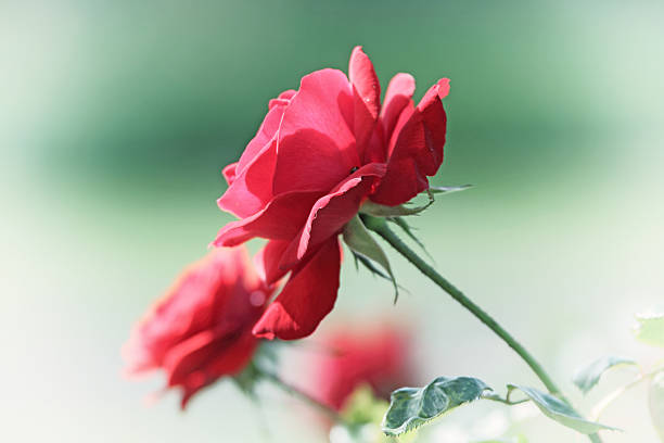istock Flower vintage blur and little noise. 539098552