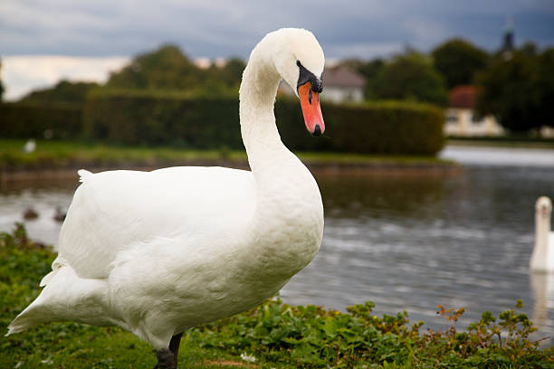 łabędź  - swan white grass park zdjęcia i obrazy z banku zdjęć