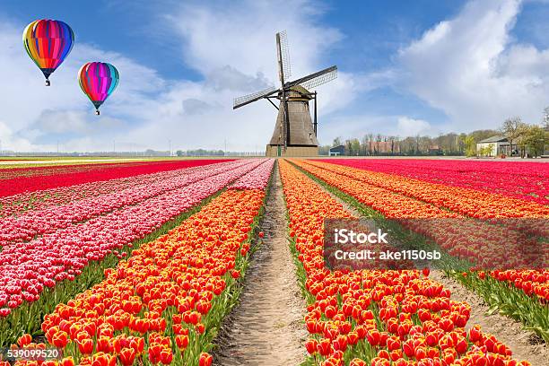 Landscape Of Netherlands Bouquet Of Tulips With Hot Air Ballon Stock Photo - Download Image Now