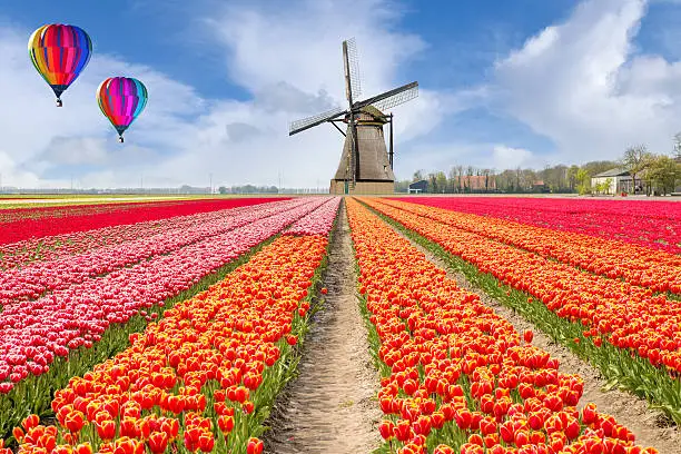 Landscape of Netherlands bouquet of tulips with hot air ballon. Colorful tulips. Tulips in spring and windmills in the Netherlands.
