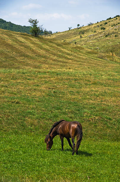 istock Horse on a meadow at sunny summer day in Pester 539099552
