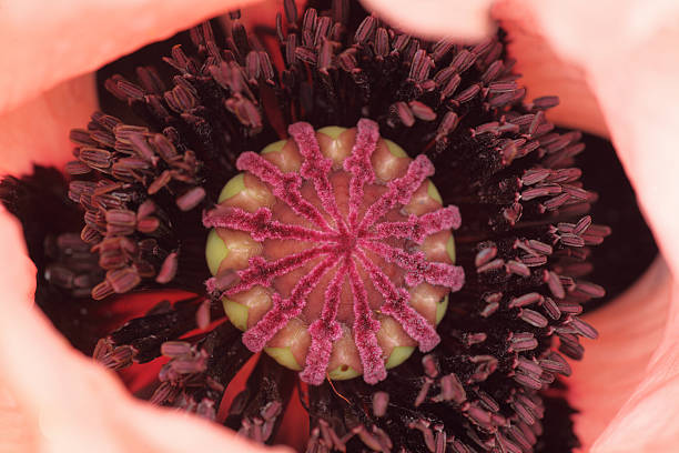 istock Pink poppy 539099942