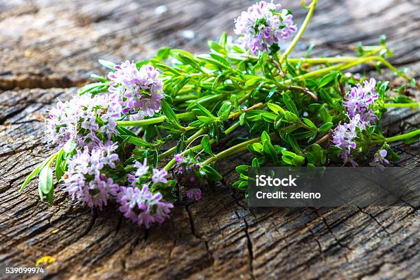 Summer Savory Stock Photo - Download Image Now - Backgrounds, Bouquet, Branch - Plant Part