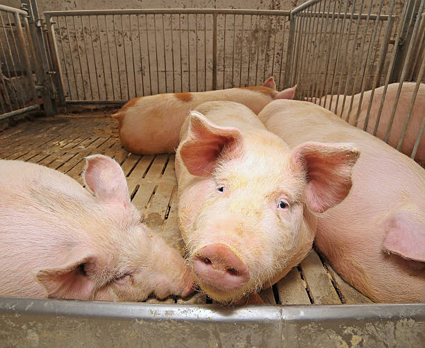 istock fat pigs in a sty on a farm 539101192